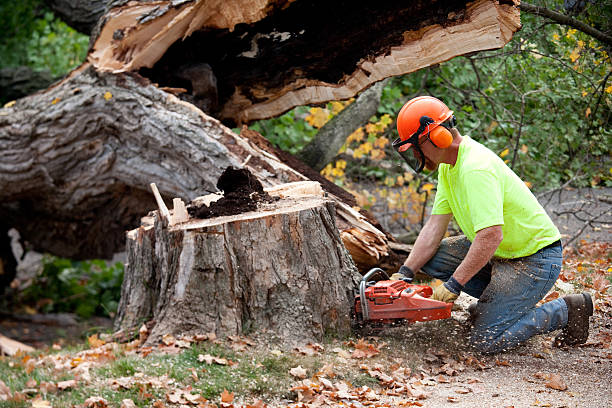  Ellitt, CO Tree Services Pros