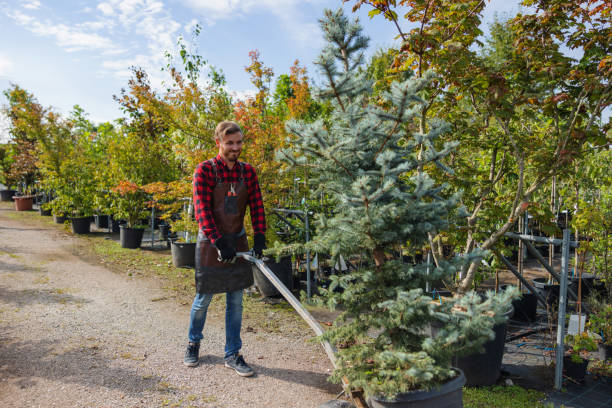 Professional Tree Services in Ellicott, CO