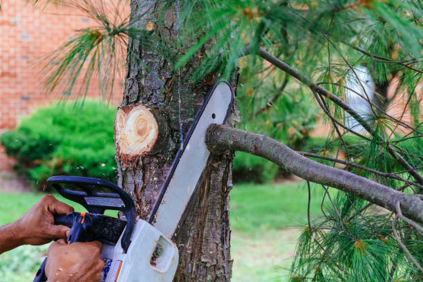 How Our Tree Care Process Works  in Ellicott, CO